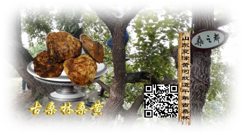 古桑林桑之都500-278.jpg