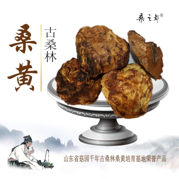古桑林桑黄600-600-1.jpg