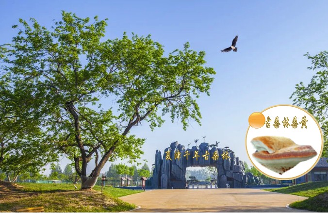 古桑林入口2_conew1.jpg