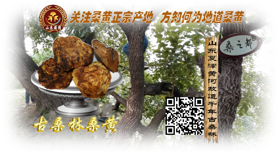 古桑林桑之都900-500_conew1.png